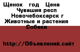 Щенок 1 год › Цена ­ 10 - Чувашия респ., Новочебоксарск г. Животные и растения » Собаки   